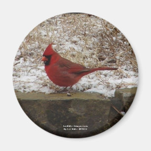 Imã Presentes Cardinal Hot Springs Nat. Park Mountain