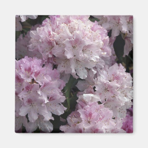 Imã Presentes cor-de-rosa do rododendro