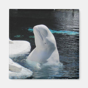 Imã Presentes da baleia da beluga