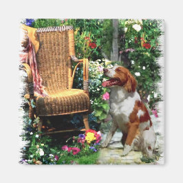 Imã Presentes de Arte Brittany Spaniel Americanos