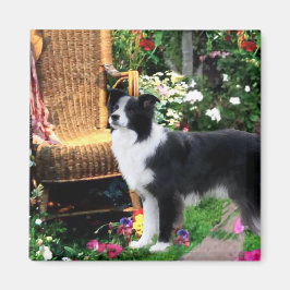 Imã Presentes de Arte de Collie de Borda