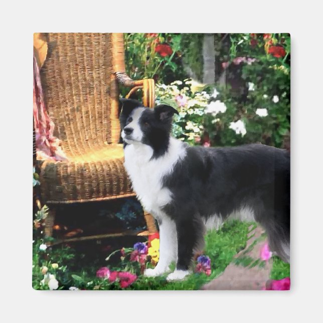Imã Presentes de Arte de Collie de Borda (Frente)