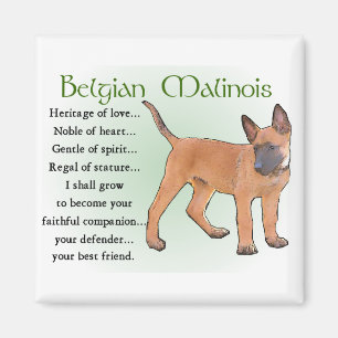 Imã Presentes de Malinois do belga
