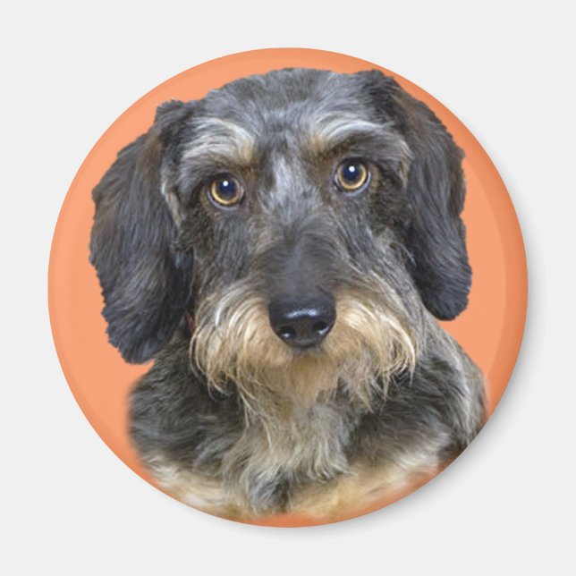 Imã Presentes De Retrato Dachshund De Longa Altura (Frente)