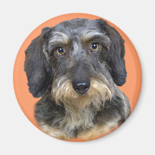 Imã Presentes de Retrato Dachshund de Longa Duração