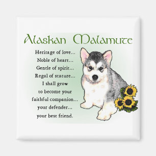 Imã Presentes do Malamute do Alasca