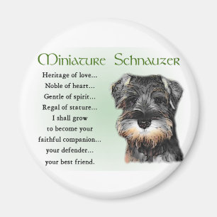 Imã Presentes do Schnauzer diminuto