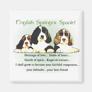 Imã Presentes do Spaniel de Springer inglês