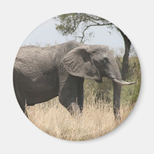 Imã prestidigitação elefante