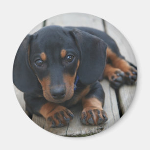 Imã Preto do filhote de cachorro do Dachshund