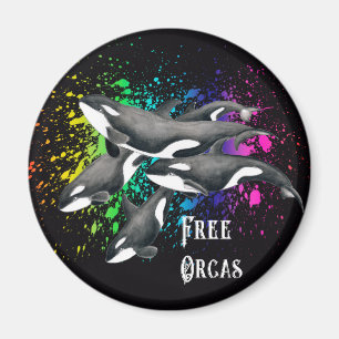 Imã Preto do respingo da aguarela das baleias da orca