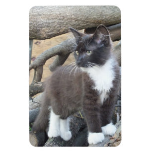 Ímã preto e branco da foto do gatinho