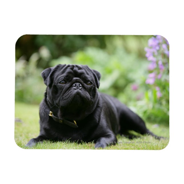 Ímã Preto Pug Para Baixo (Horizontal)