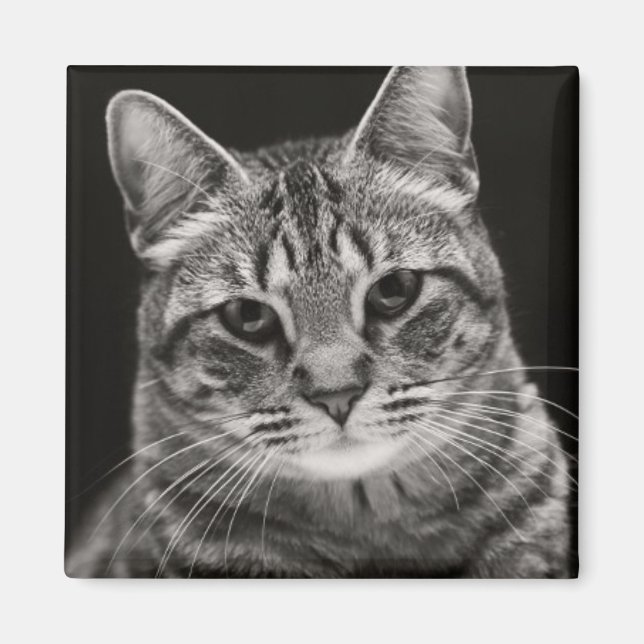 Imã Preto Tabby Kitten (Frente)