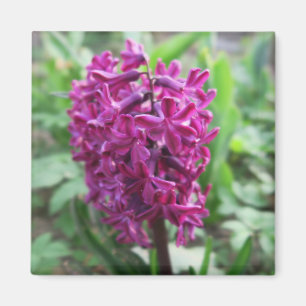 Imã primavera