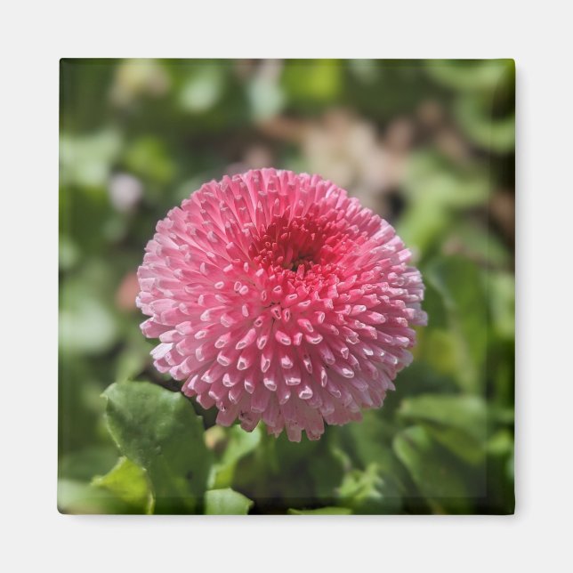 Imã Primavera (Frente)