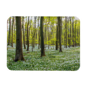 Ímã Primavera à vida