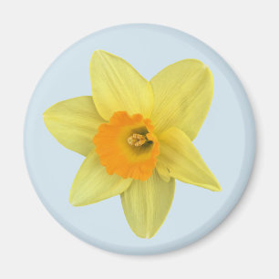 Imã Primavera amarelo Daffodil em azul pálido