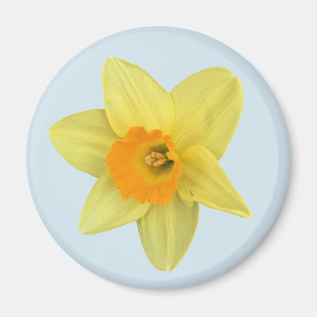 Imã Primavera amarelo Daffodil em azul pálido (Frente)