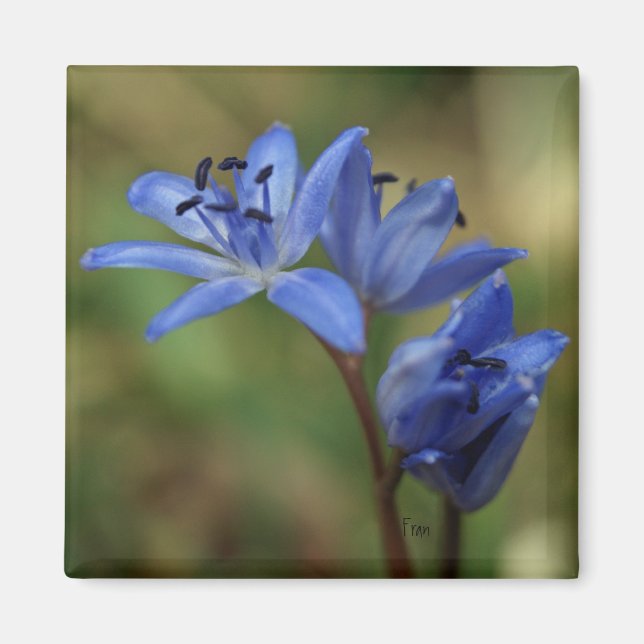 Imã primavera azul (Frente)