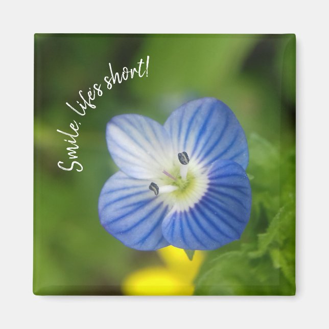 Imã primavera azul - ímã (Frente)