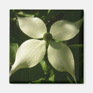 Imã Primavera branco da flor Sunlit do Dogwood floral