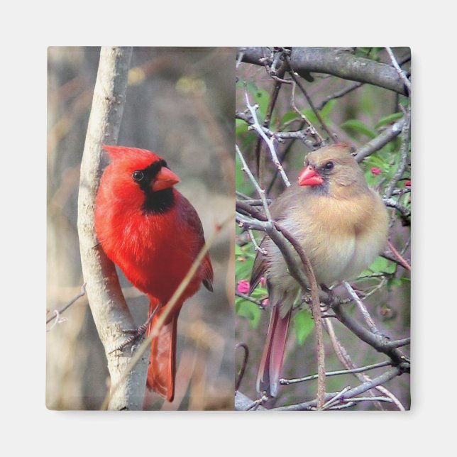 Imã Primavera Cardinals (Frente)