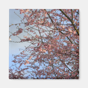 Imã Primavera cerejeiras floridas