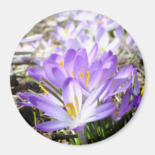 Imã Primavera Crocus Magnet Feliz