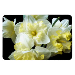 Ímã Primavera Daffodils Flores de Narciso Amarelo Bran