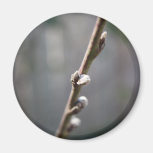 Imã Primavera está chegando