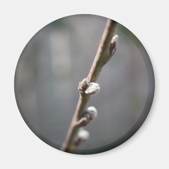 Imã Primavera está chegando (Frente)