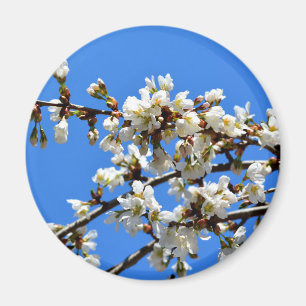 Imã primavera floresce