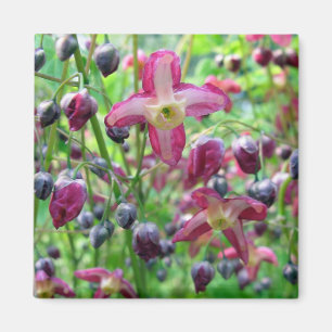 Imã Primavera Foto de de Belo Flores Rosa Azuis Buds