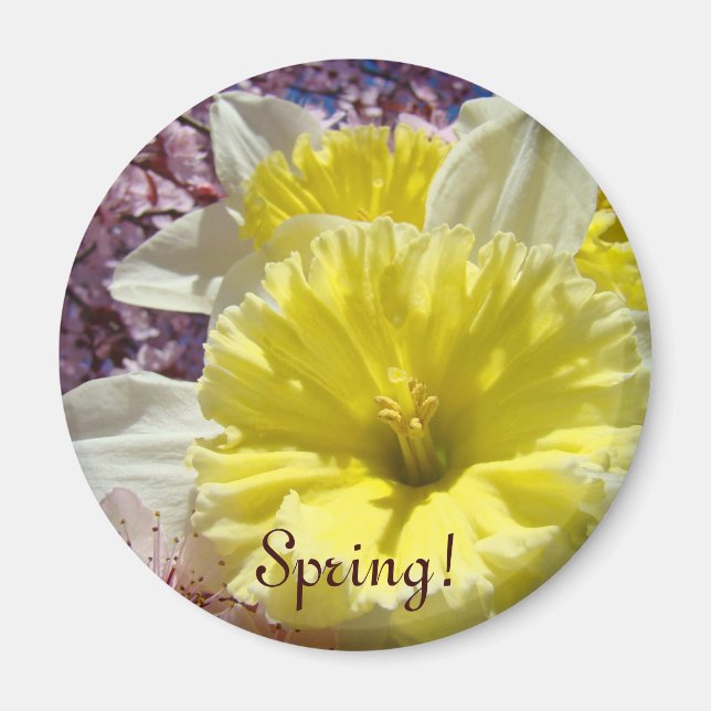 Imã Primavera! ímãs presentes Flores de Narciso Cor Br (Frente)