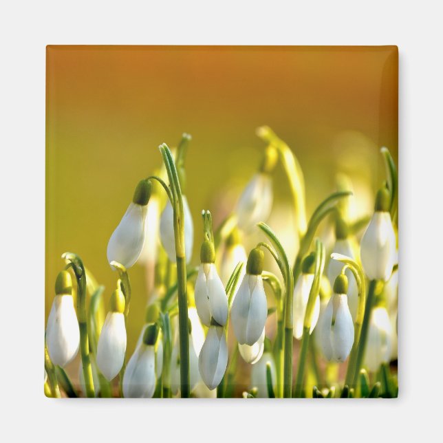 Imã Primavera - Magnet (Frente)