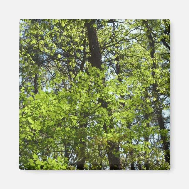 Imã Primavera Maple Deixa a natureza (Frente)