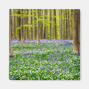 Imã Primavera na Floresta Azul