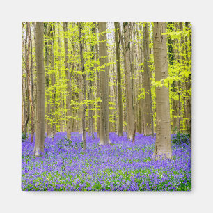 Imã Primavera na Floresta Azul
