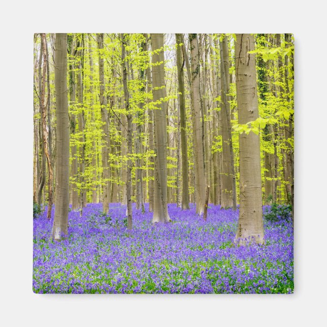 Imã Primavera na Floresta Azul (Frente)