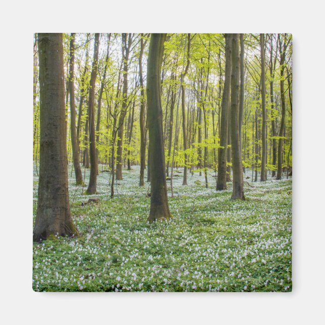 Imã Primavera para a vida (Frente)