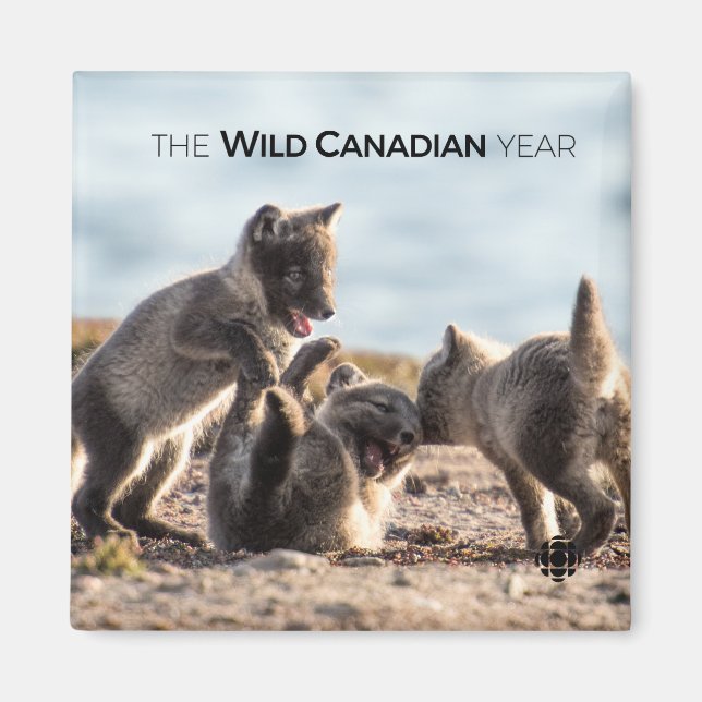 Imã Primavera - Raposa Árctica (Frente)