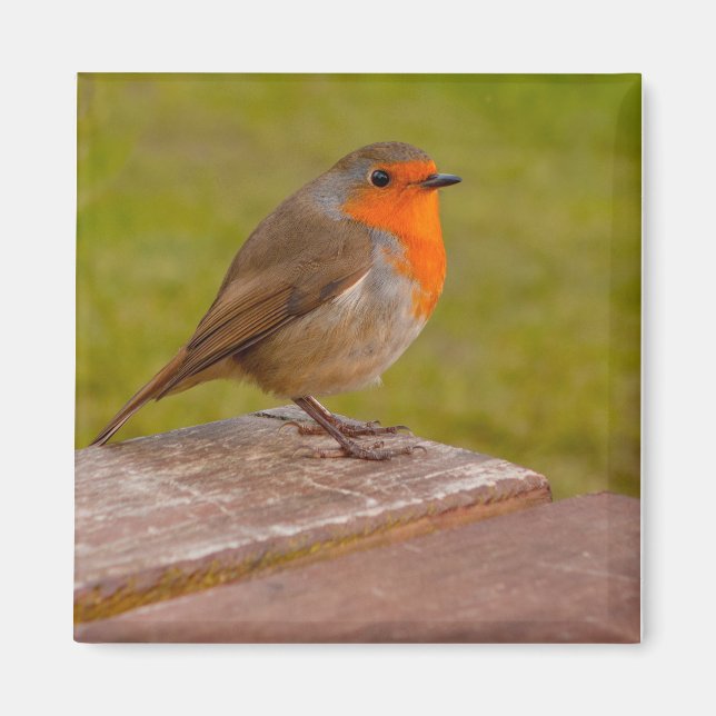 Imã Primavera Robin (Frente)