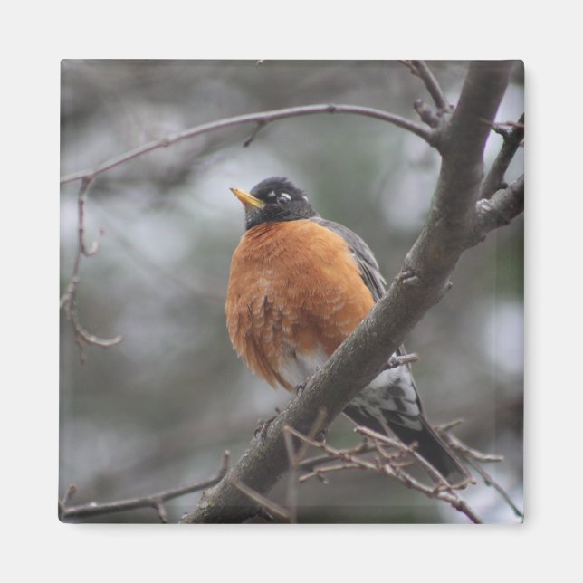 imã primavera Robin (Frente)