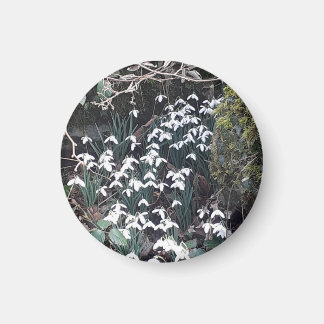 Imã Primavera Snowdrops Magnet