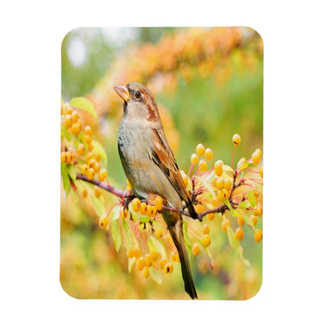 Ímã Primavera Sparrow (Vertical)