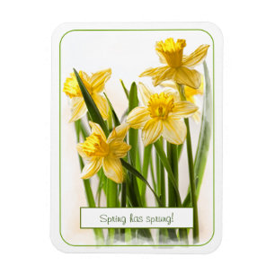 Ímã Primavera tem Foto de Fechamento de Daffodils Amar