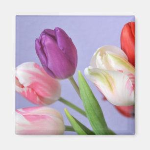 Imã Primavera Tulips Magnet