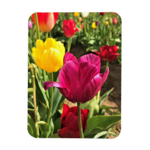 Ímã Primavera Tulips, Oregon