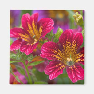 Imã Primeiras planos de línguas pintadas de suas flora